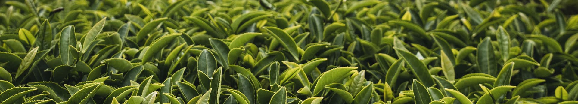 Nandana Tea Factory