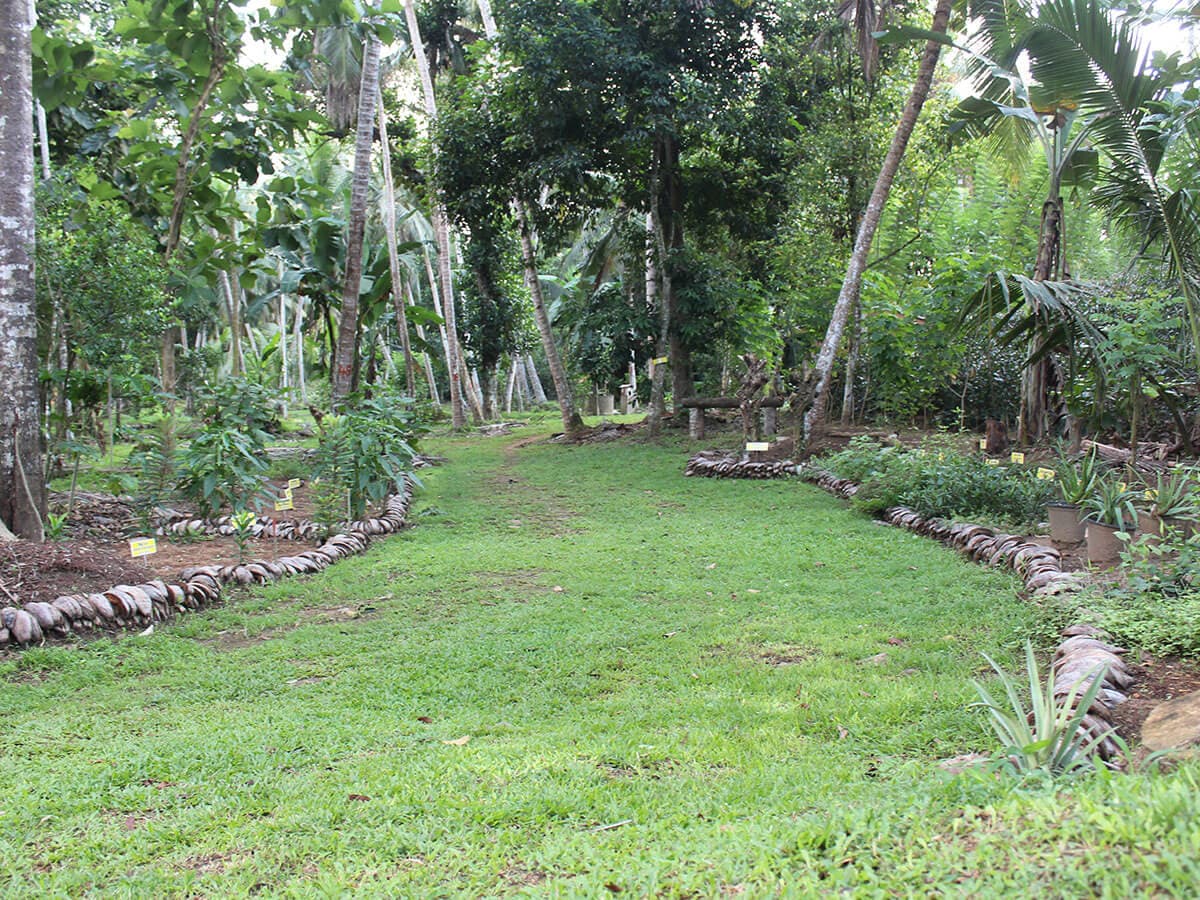 Tea bushes in the estate