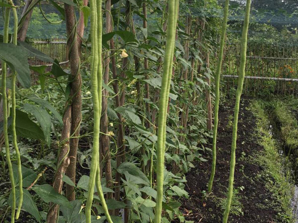 Plants in the herbal garden