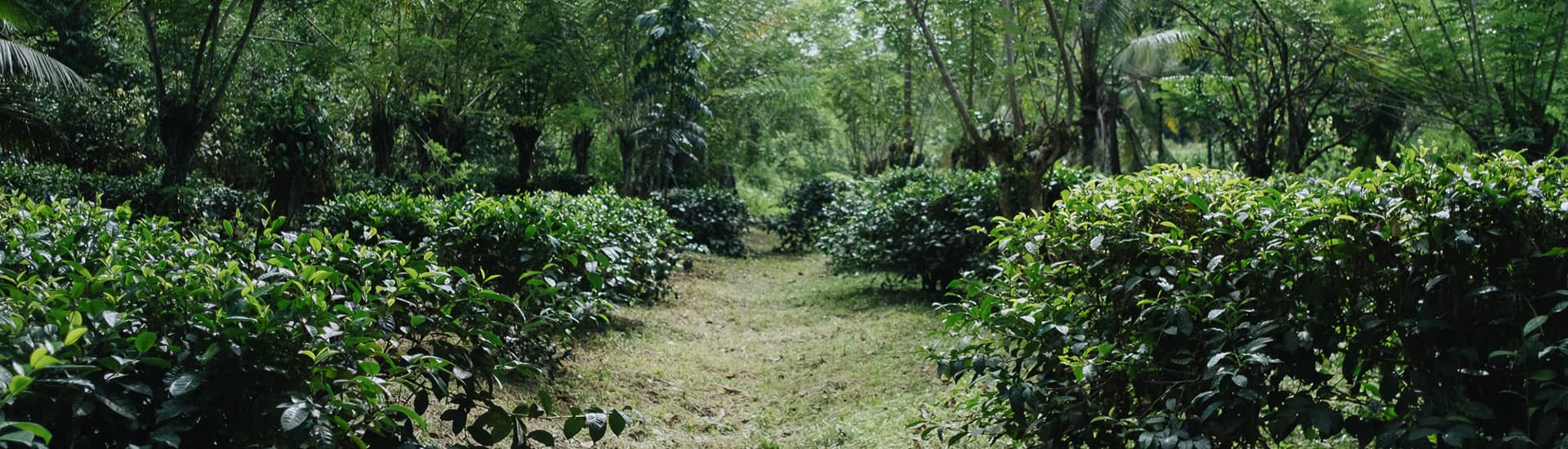The Sri Lankan countryside