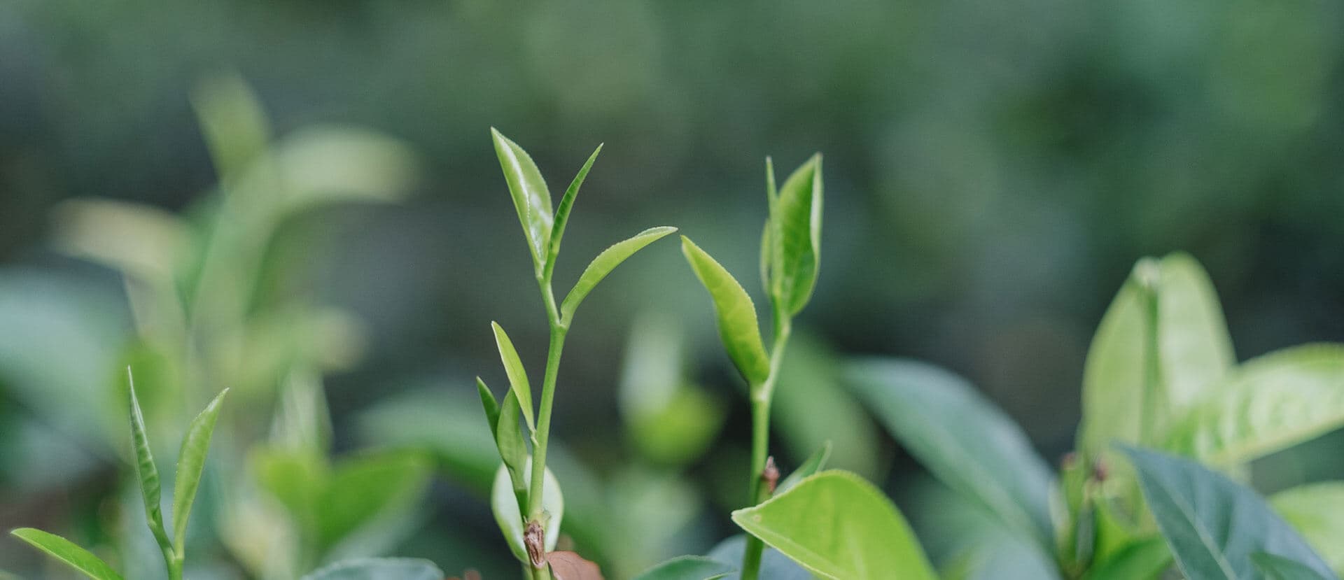 Fresh tea shoots on the Nandana estate
