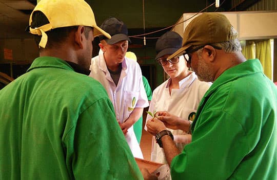 Inside the working tea factory