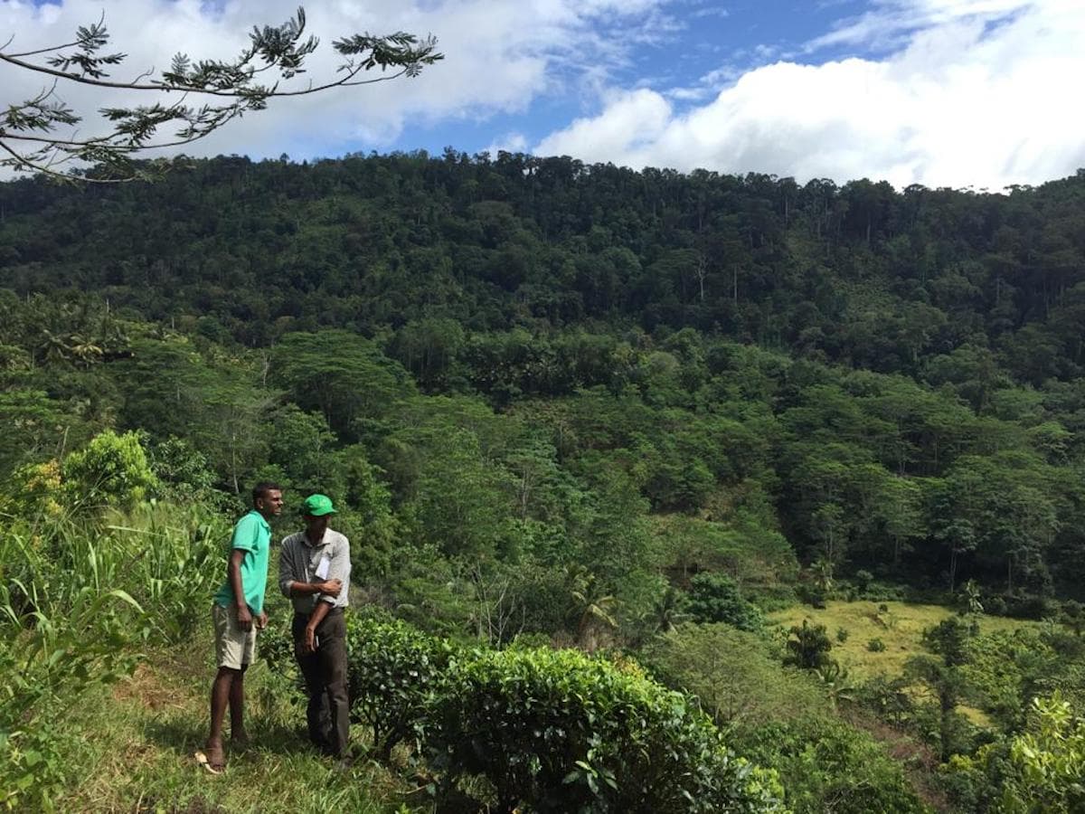 Cinnamon and rubber fields