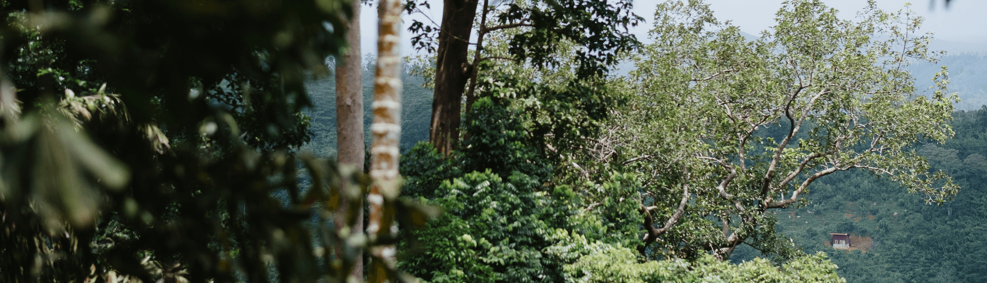 Walking through tea and cinnamon fields