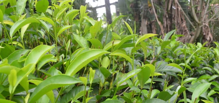 The Evolution and Dominance of Ceylon Tea