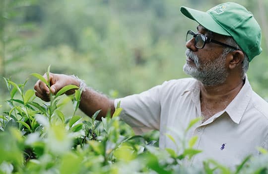 Tea growers in the Ladalu Mahimaya programme