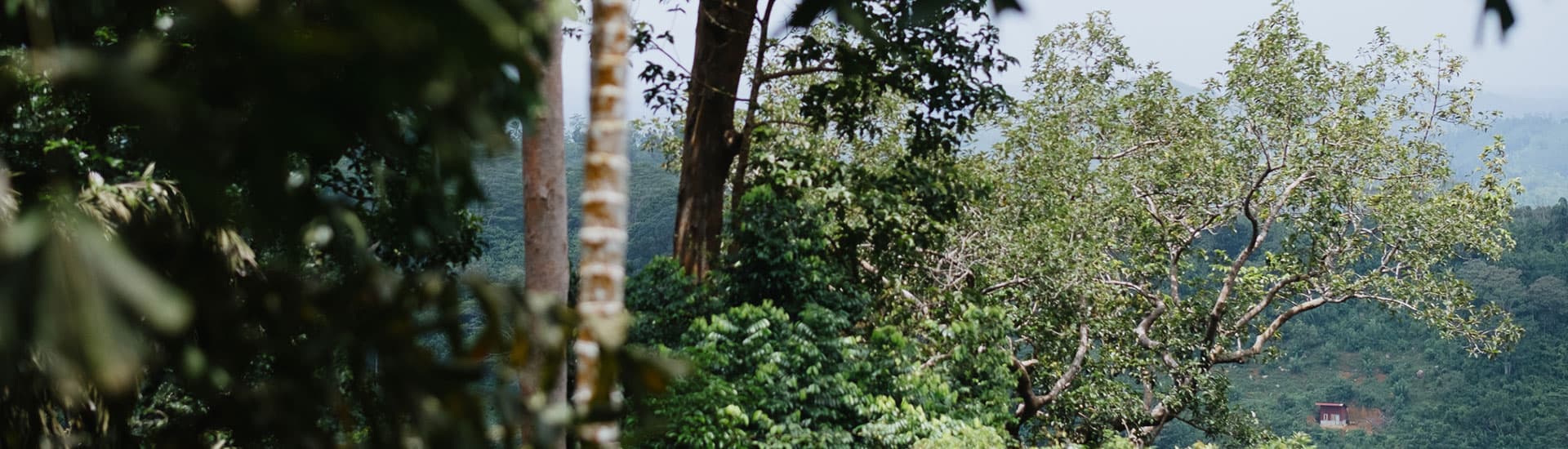 Tea pluckers on the Nandana estate