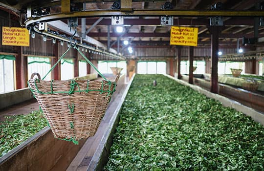 Inside the Nandana Tea Factory
